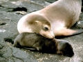 Northern Sea Lion