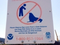 Northern Sea Lion