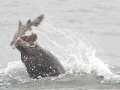 Northern Sea Lion
