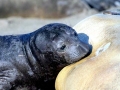 Northern Sea Lion