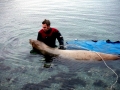 Northern Sea Lion