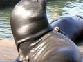 Northern Sea Lion
