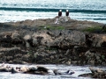 Northern Sea Lion