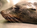 Northern Sea Lion