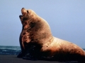 Northern Sea Lion