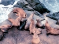 Northern Sea Lion