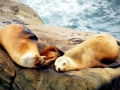 Northern Sea Lion