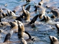 Northern Sea Lion