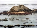 Northern Sea Lion