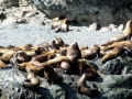 Northern Sea Lion
