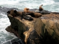 Northern Sea Lion