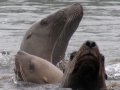 Northern Sea Lion