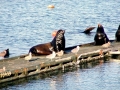 Northern Sea Lion