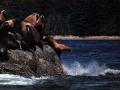 Northern Sea Lion