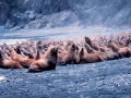 Northern Sea Lion