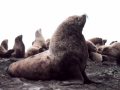 Northern Sea Lion