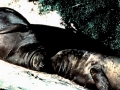 Northern Sea Lion