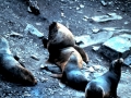 Northern Sea Lion