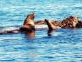 Northern Sea Lion
