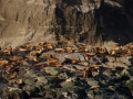 Northern Sea Lion