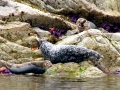 Northern Sea Lion