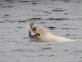 Northern Sea Lion