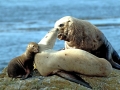 Northern Sea Lion