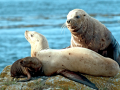 Northern Sea Lion