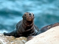 Northern Sea Lion