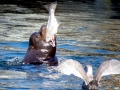 Northern Sea Lion