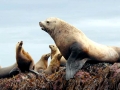 Northern Sea Lion