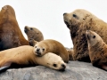 Northern Sea Lion