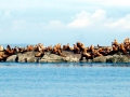 Northern Sea Lion