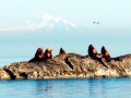 Northern Sea Lion