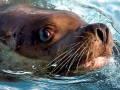 Northern Sea Lion