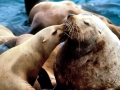 Northern Sea Lion