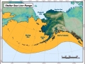 Northern Sea Lion