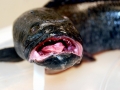 Northern Snakehead