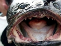 Northern Snakehead