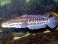 Northern Snakehead