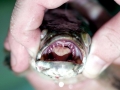 Northern Snakehead