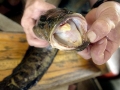 Northern Snakehead