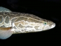 Northern Snakehead