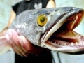 Northern Snakehead