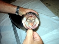 Northern Snakehead
