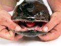 Northern Snakehead