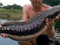 Northern Snakehead