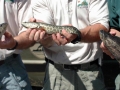 Northern Snakehead