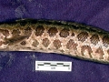 Northern Snakehead