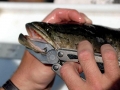 Northern Snakehead